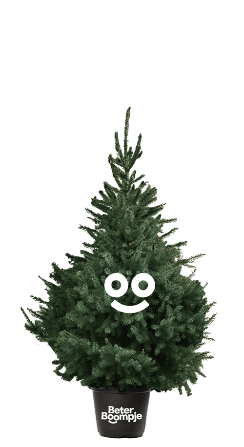 Voorbeeld van een Picea Omorika met kluit